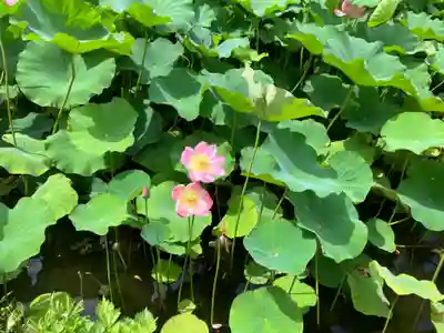 寛永寺不忍池弁天堂(東京都)