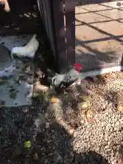 岩槻久伊豆神社の動物