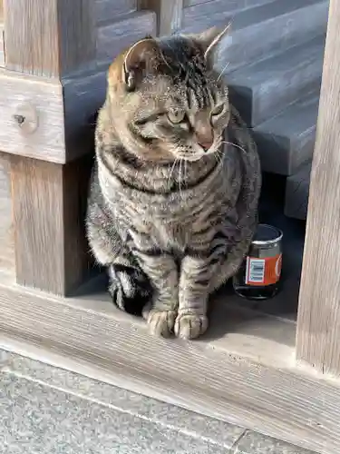 大聖観音寺（あびこ観音）の動物