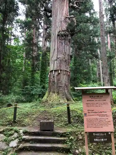 羽黒山五重塔(出羽三山神社)(山形県)