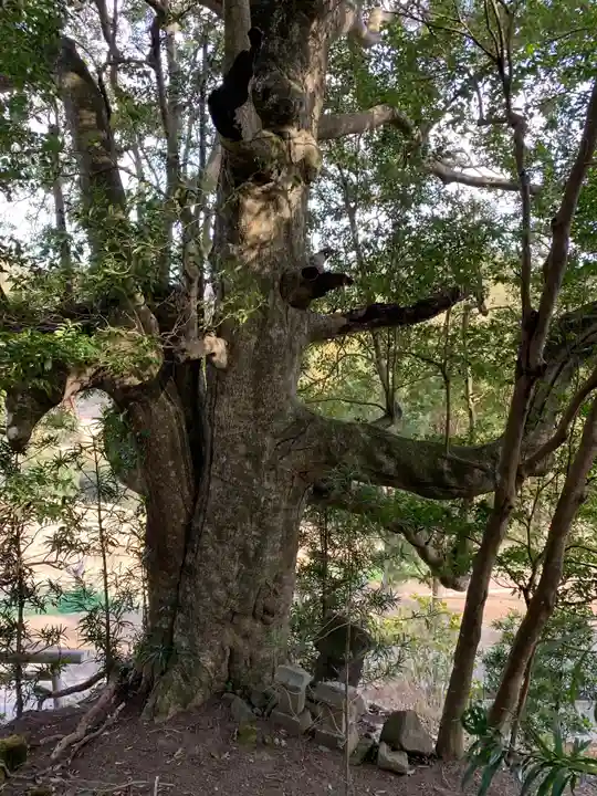 金刀比羅神社の自然