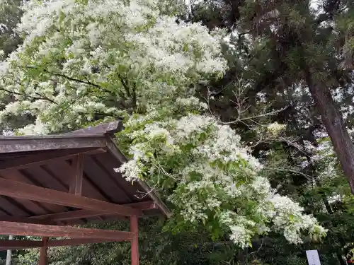 賀茂別雷神社（上賀茂神社）の{uncategorized: "未分類", other: "その他", undefined: "問題あり", building: "その他建物", grave: "お墓", sacred_gate: "鳥居", guardian: "狛犬", statue: "像", buddha: "仏像", history: "歴史", nature: "自然", garden: "庭園", animal: "動物", pagoda: "塔", temizu: "手水舎", mountain_gate: "山門・神門", sanctuary: "本殿・本堂", subordinate: "末社・摂社", art: "芸術", scenery: "景色", jizo: "地蔵", ema: "絵馬", goshuin: "御朱印", omikuji: "おみくじ", items: "授与品その他", amulet: "お守り", goshuincho: "御朱印帳", eats: "食事", festival: "お祭り", votive_dance: "神楽", shichigosan: "七五三参", wedding: "結婚式", experience: "体験その他", initially: "初詣", around: "周辺", anti_infection: "感染症対策"}
