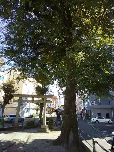 祇園白山神社の鳥居