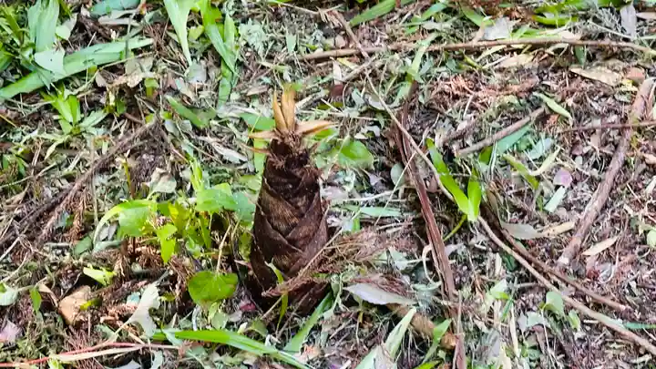 艗神社(兵庫県)