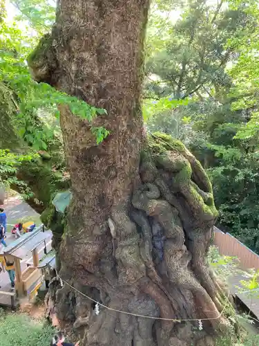 來宮神社(静岡県)
