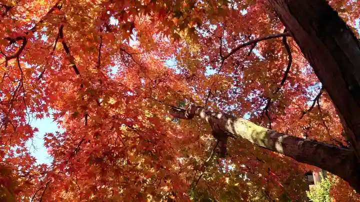妙顯寺(妙顕寺)(京都府)