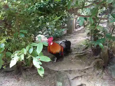 石上神宮の動物