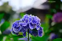 本郷氷川神社(東京都)