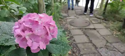 高幡不動尊　金剛寺の自然