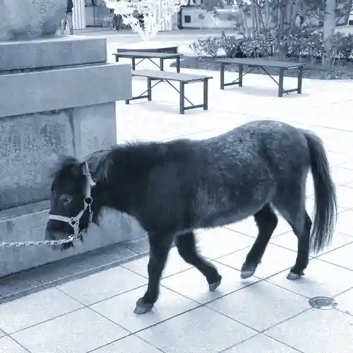 神田神社（神田明神）の動物