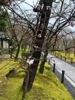 禅林寺(永観堂)の自然