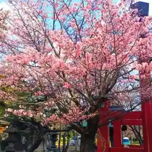 彌彦神社 (伊夜日子神社)の自然(2025年04月26日(土) 10時30分00秒投稿)