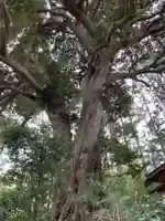 白山神社の自然