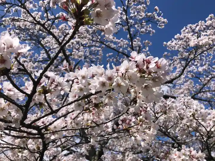 賀茂神社の{uncategorized: "未分類", other: "その他", undefined: "問題あり", building: "その他建物", grave: "お墓", sacred_gate: "鳥居", guardian: "狛犬", statue: "像", buddha: "仏像", history: "歴史", nature: "自然", garden: "庭園", animal: "動物", pagoda: "塔", temizu: "手水舎", mountain_gate: "山門・神門", sanctuary: "本殿・本堂", subordinate: "末社・摂社", art: "芸術", scenery: "景色", jizo: "地蔵", ema: "絵馬", goshuin: "御朱印", omikuji: "おみくじ", items: "授与品その他", amulet: "お守り", goshuincho: "御朱印帳", eats: "食事", festival: "お祭り", votive_dance: "神楽", shichigosan: "七五三参", wedding: "結婚式", experience: "体験その他", initially: "初詣", around: "周辺", anti_infection: "感染症対策"}