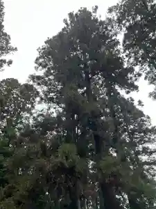 大宮温泉神社(栃木県)(2024年01月22日(月) 08時10分38秒投稿)