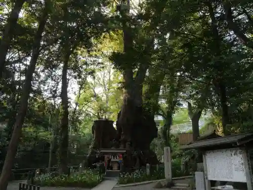 來宮神社の自然