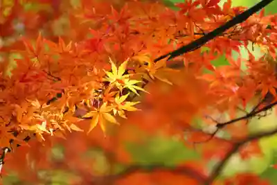 東館稲荷神社の自然