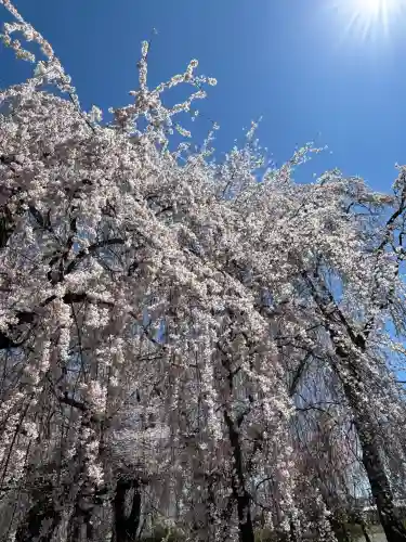 安養寺の{uncategorized: "未分類", other: "その他", undefined: "問題あり", building: "その他建物", grave: "お墓", sacred_gate: "鳥居", guardian: "狛犬", statue: "像", buddha: "仏像", history: "歴史", nature: "自然", garden: "庭園", animal: "動物", pagoda: "塔", temizu: "手水舎", mountain_gate: "山門・神門", sanctuary: "本殿・本堂", subordinate: "末社・摂社", art: "芸術", scenery: "景色", jizo: "地蔵", ema: "絵馬", goshuin: "御朱印", omikuji: "おみくじ", items: "授与品その他", amulet: "お守り", goshuincho: "御朱印帳", eats: "食事", festival: "お祭り", votive_dance: "神楽", shichigosan: "七五三参", wedding: "結婚式", experience: "体験その他", initially: "初詣", around: "周辺", anti_infection: "感染症対策"}