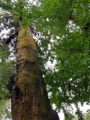 八幡神社の自然