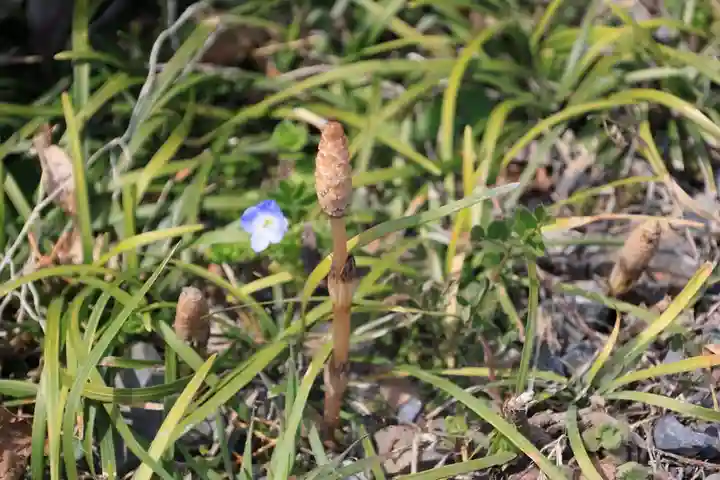 鹿島大神宮の自然