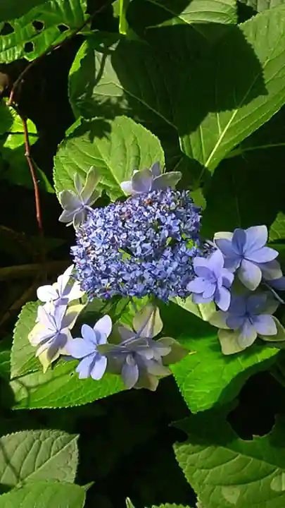 阿佐ヶ谷神明宮の自然