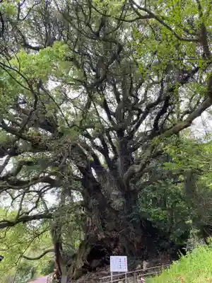 大山祇神社奥の院 生樹の御門(愛媛県)