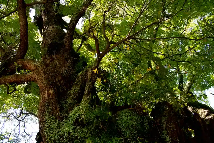 富知六所浅間神社の自然