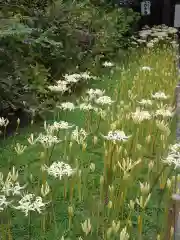 横浜　西方寺の自然