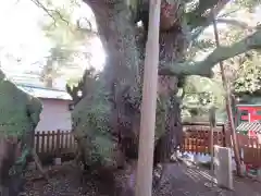 富知六所浅間神社の自然