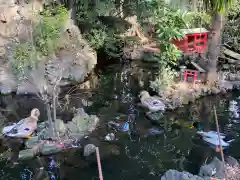 世田谷八幡宮の動物