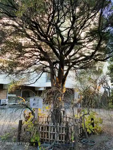 牛天神北野神社の自然