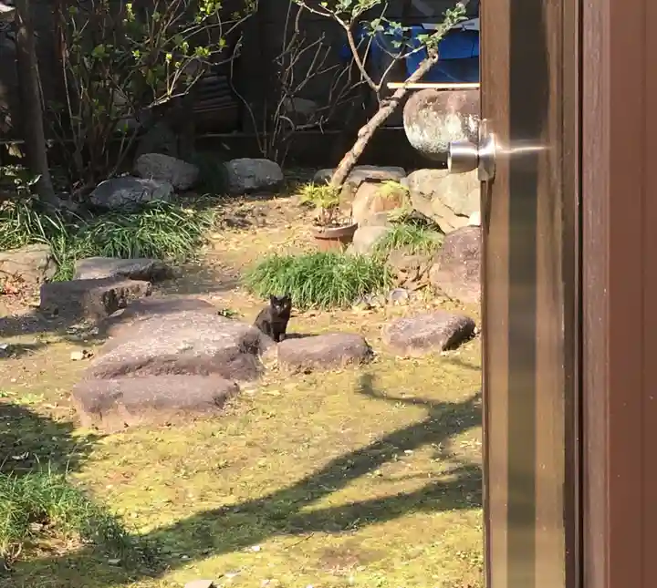 泥江縣神社の動物