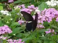阿邪訶根神社の自然