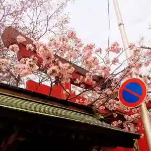 彌彦神社 (伊夜日子神社)の自然(2024年04月28日(日) 09時38分20秒投稿)