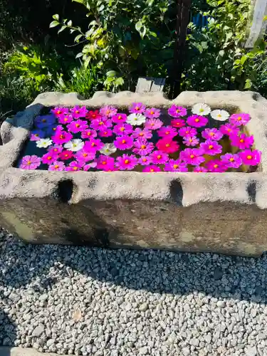 般若寺 ❁﻿コスモス寺❁(奈良県)