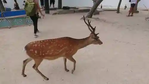 厳島神社の動物