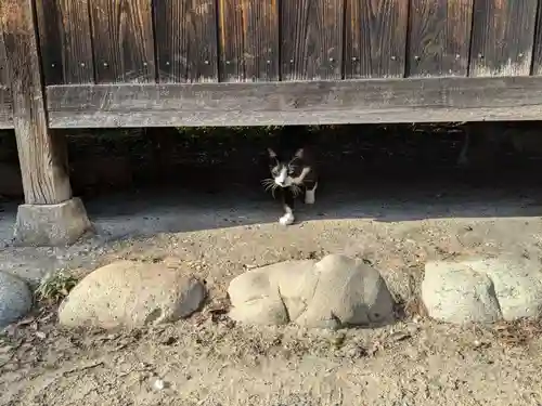 八幡社（柏井町）の動物