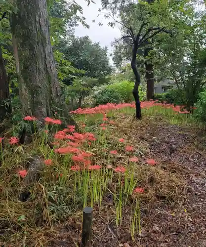 沙沙貴神社の自然