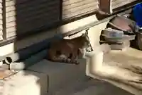 愛宕神社の動物
