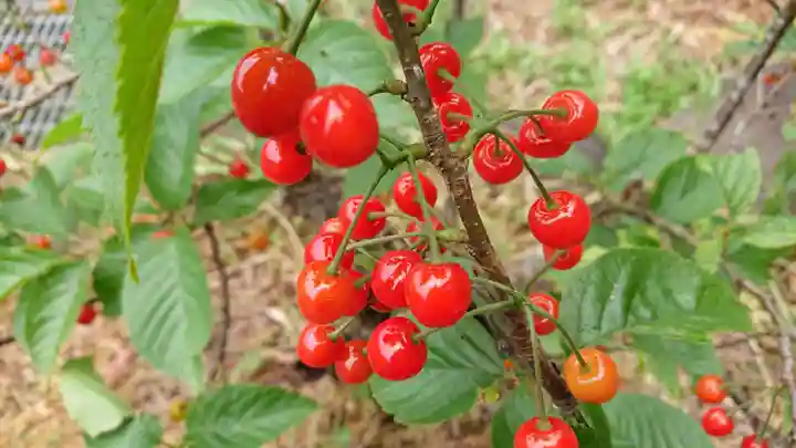 金刀比羅神社(琴平神社)の自然