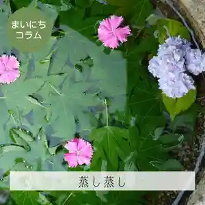 壽徳寺 じゅとくじの手水舎(2022年06月25日(土) 05時55分22秒投稿)