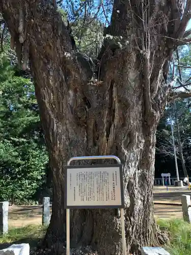 赤坂氷川神社の自然