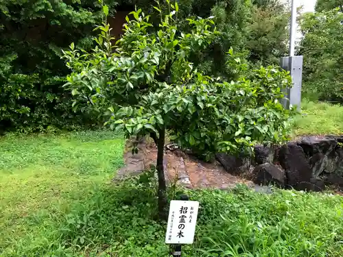 愛宕神社（柚井）の自然