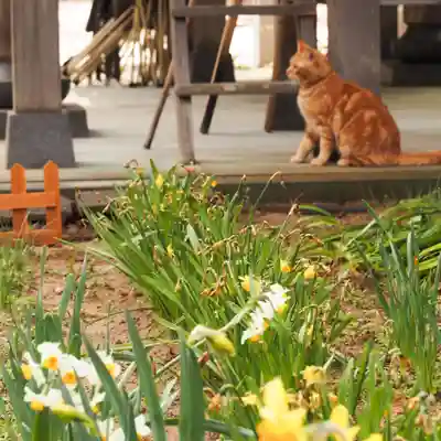 天王山 安楽寺(福井県)