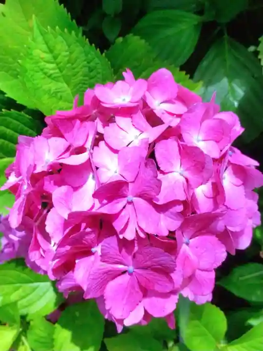 本郷氷川神社(東京都)