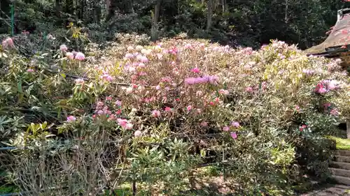 金剛三昧院の自然