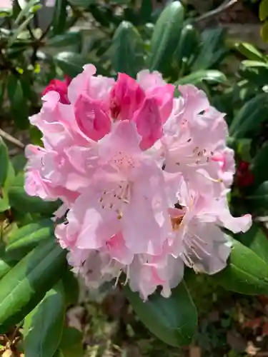 園城寺（三井寺）の自然