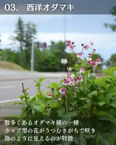 宝光寺(北海道)