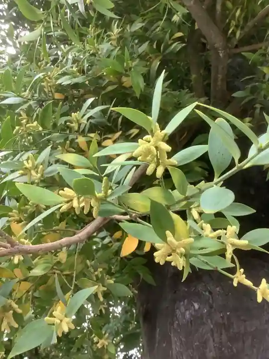 豊川閣 妙厳寺の自然