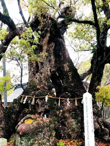 八代神社の自然